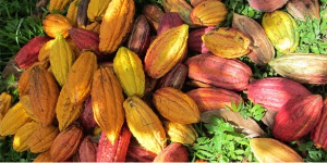 File photo: showing fresh cocoa