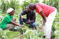 Food crop prices have increased