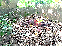 The decomposed body of a pregnant woman