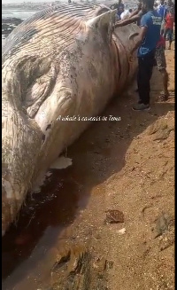 A whale washed ashore