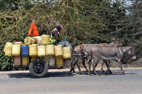 Donkeys are used for transport and agriculture