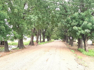 Trees | File photo