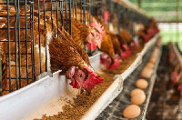 Poultry farming