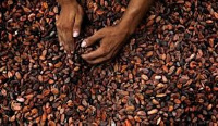 Cocoa beans