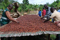 Cocoa farmers