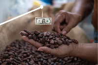 Cocoa beans