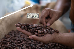 Cocoa beans