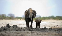 Twenty-two carcasses of elephants were recently found in the park