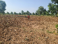 Farmers on their maize farm in Tumu