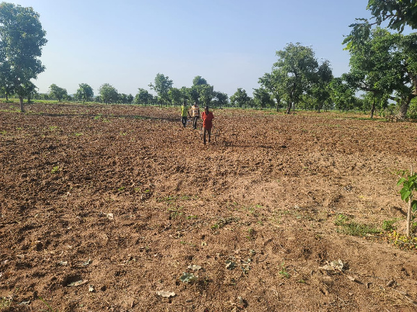 File Photo: The lack of rain has affected the growth of crops in Bolgatanga