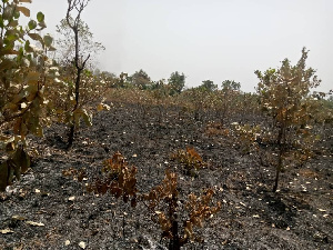 Social Cashew Bushfire.png