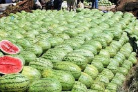 File photo of watermelons