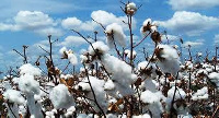 Cotton dropped on the market today to sell at a unit price of 0.00