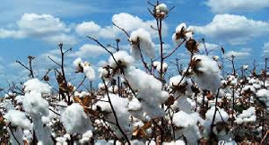 Cotton PricesNEW