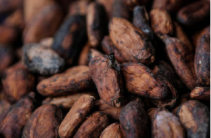 Amid rising global cocoa prices, farmers urge Cocobod to ensure higher wages