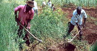 Chairman of the Peasant farmers blamed herdsmen for the perceived failure of the project