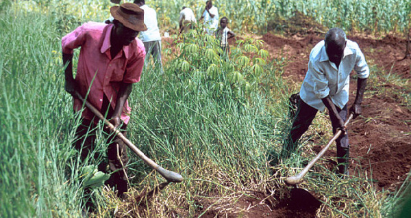 Recipients of the fertiliser are expected to pay 50 percent of the subsidised price