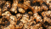 Gyankobaa is noted as the leading producer of ginger in commercial quantities in the country