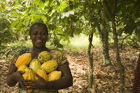 File photo: Cocoa farmer