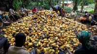 Farmer gather to harvest seeds from cocoa