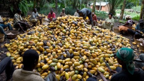 Farmer gather to harvest seeds from cocoa