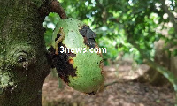 Mr. Quaito admitted that army worms are destroying food crop.