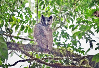 The Shelley’s Eagle Owl captured at the Atewa Forest. Credit: Dr. Robert Williams