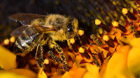 File photo of bees