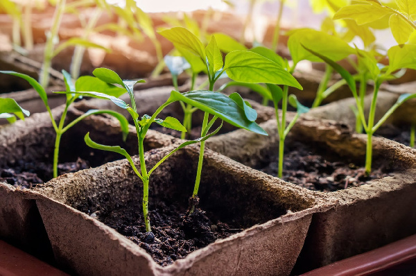 File photo: Ashanti Region Seedling Contractors Association demands GH¢28 million payment from govt