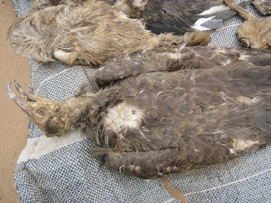 Animal viagra(Togo):
This unfortunate-looking vulture may just be the answer to your erection problems