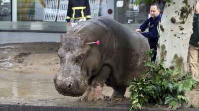 Zoo animals on the loose in Georgia amid deadly floods