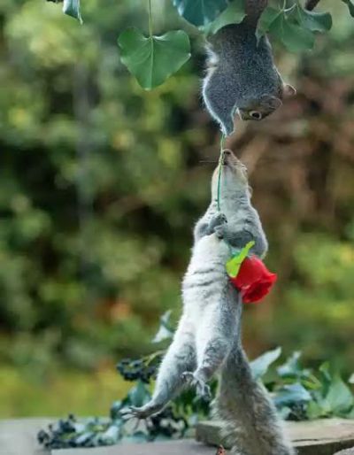 Squirrels in love, see adorable photos